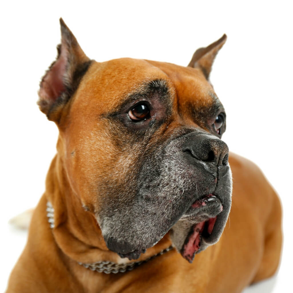 Help, my dog's nose is dry and cracked! Check how to heal it naturally