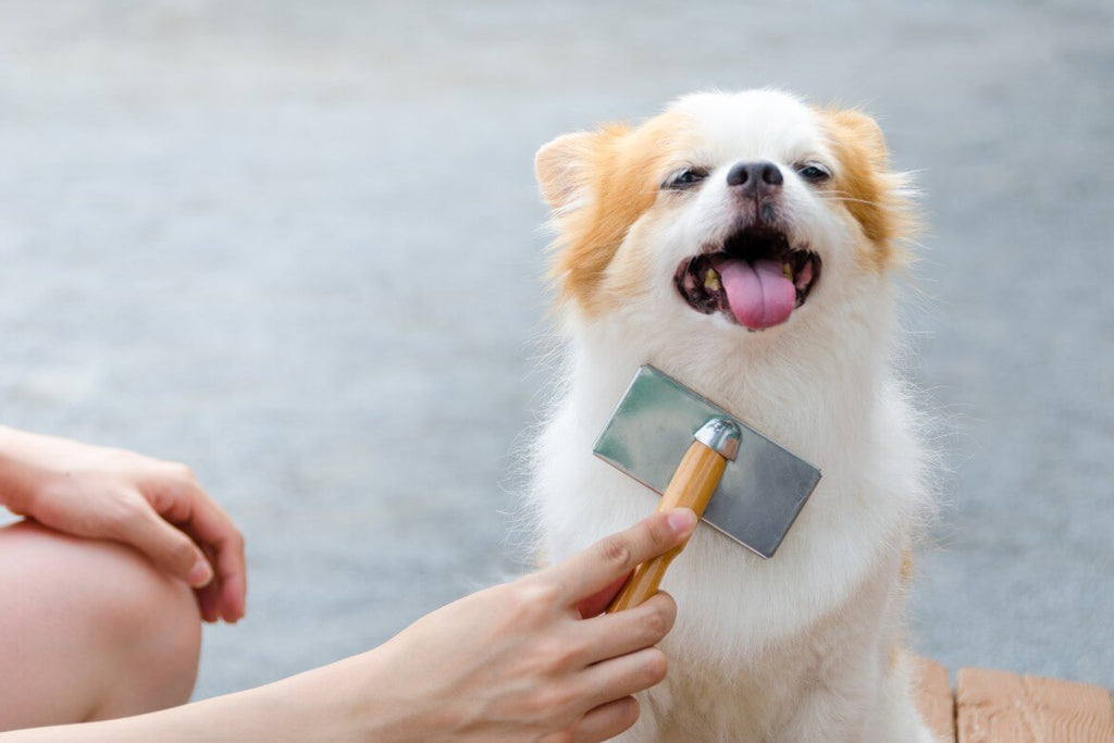 The best deodorizing spray for dogs  