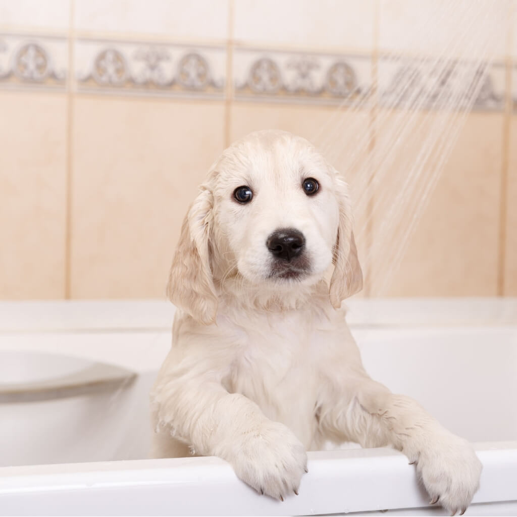 Dog bathing for fresh coat smell