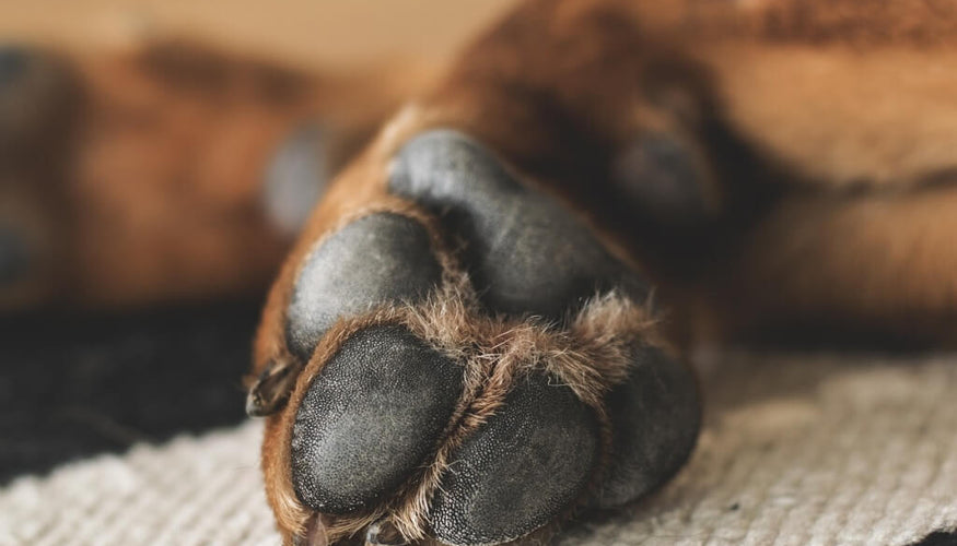 Common dog paw problems and how to prevent them?