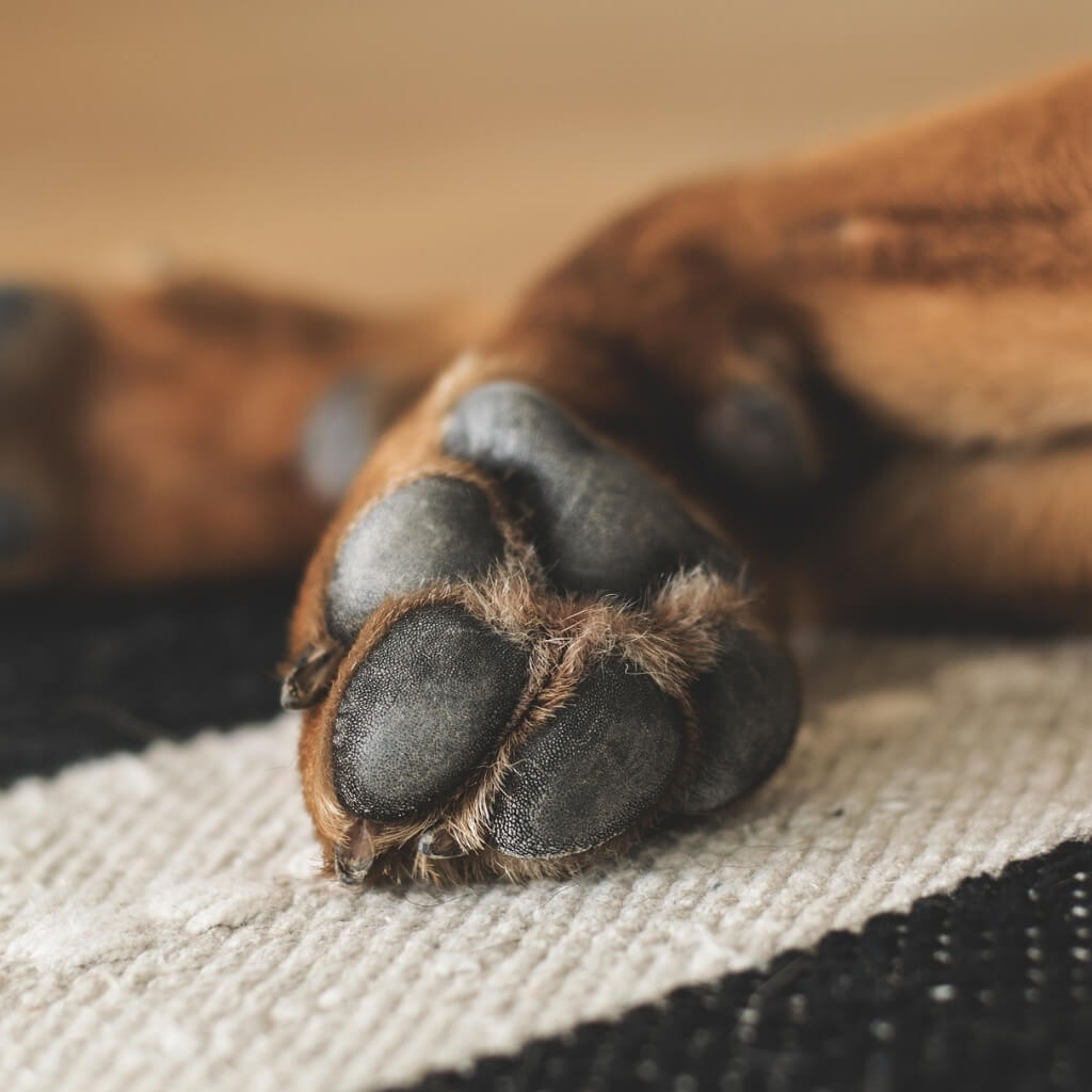 Common dog paw issues and best prevention
