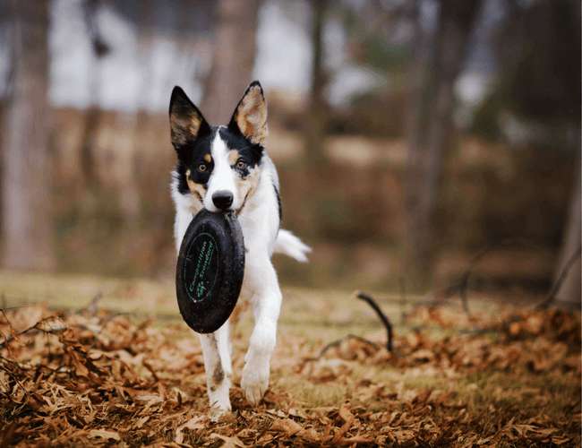 10 FUN IDEAS TO PLAY WITH THE DOG