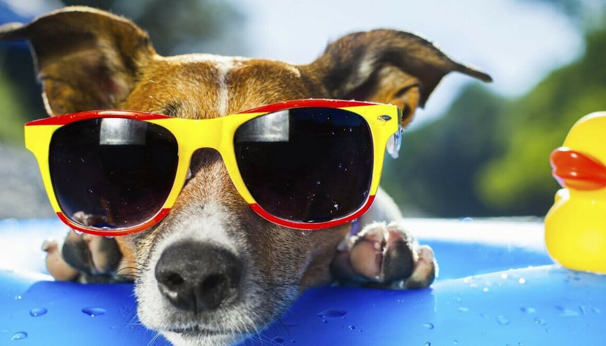 These are simple tricks to cool down and refresh your dog on hot summer days