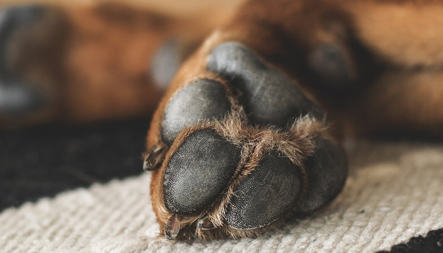 10 tips for dog paw care