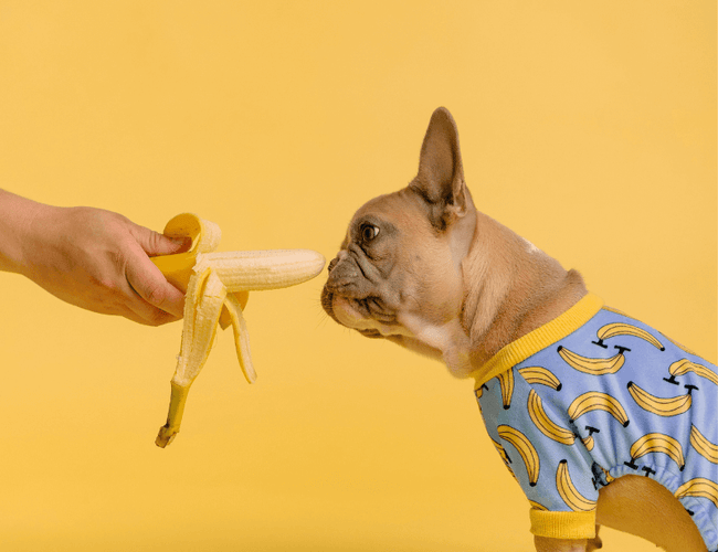 Fruits and vegetables for the dog