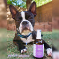 paw cooling and moisturizing spray dog paws