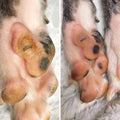 Cracked dog paws treatment
