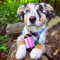 Natural Dog Deodorant - Dog Cologne - Parfume