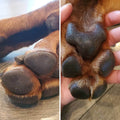 dog paws before and after soothing with natural skin and paw healing balm