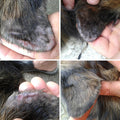 Healing balm healed infected and scraped dog ear